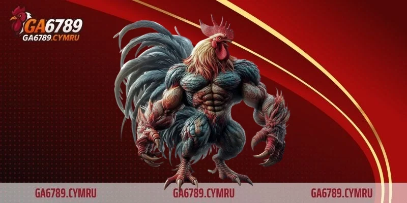 Trang bị cho gà trước khi thi đấu