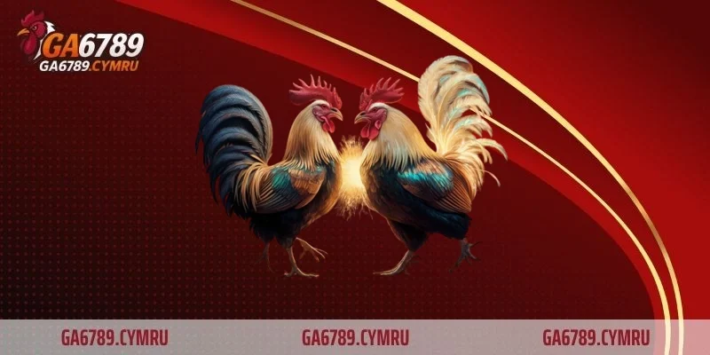 Đá gà Campuchia – Giải trí kịch tính, hấp dẫn và hợp pháp
