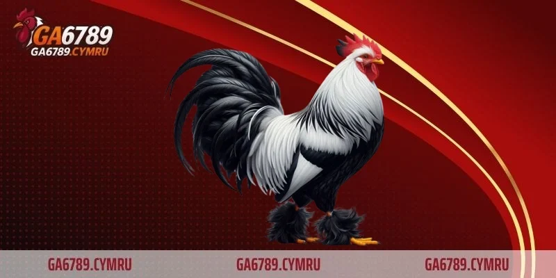 Đá gà ăn tiền là gì và vì sao lại hấp dẫn