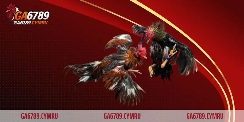 Tổng quan về luật đá gà