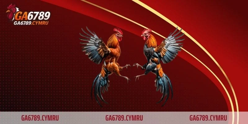 Nguồn gốc và bối cảnh của trận đá gà 15 tỷ