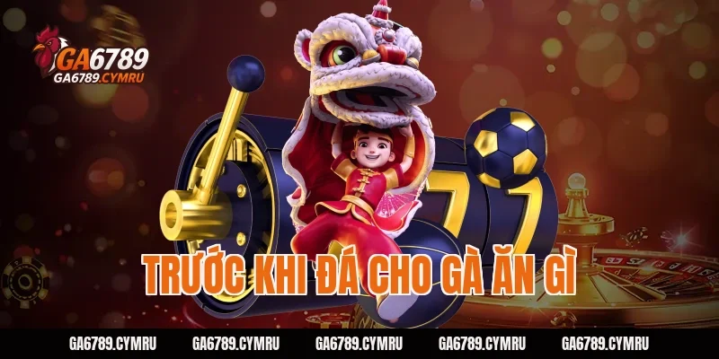 Bí Quyết Trước Khi Đá Cho Gà Ăn Gì Để Đạt Phong Độ Cao